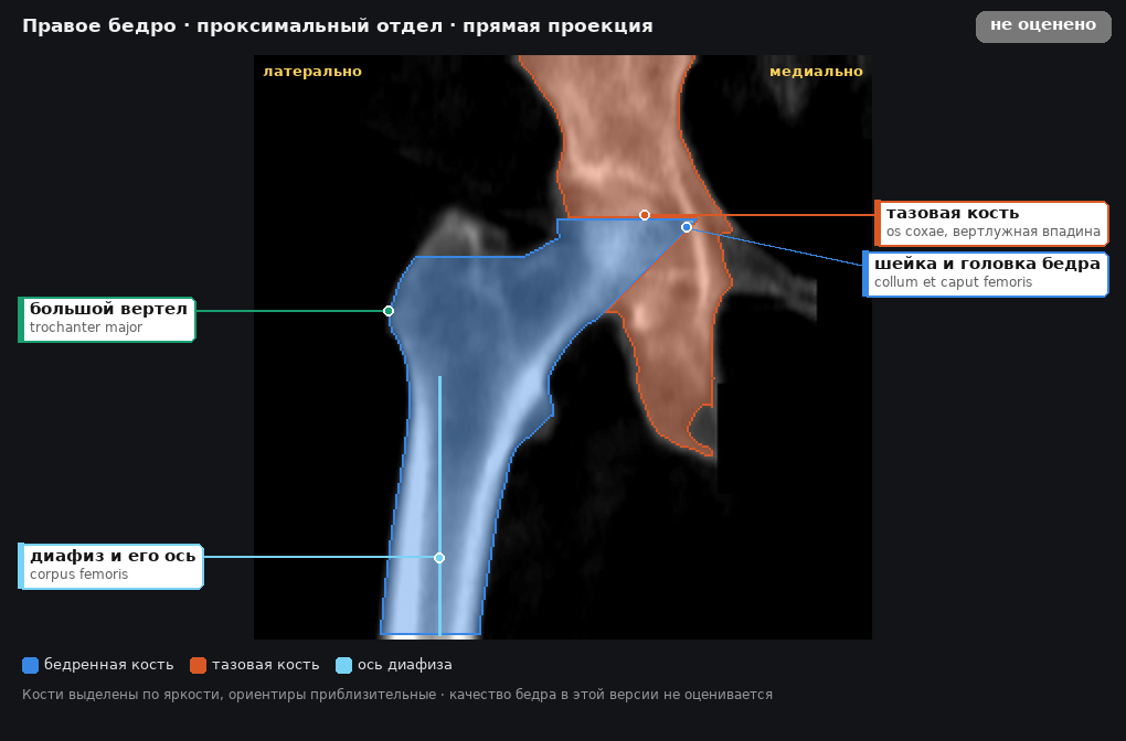 атлас: правое бедро