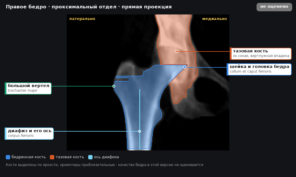 атлас: правое бедро