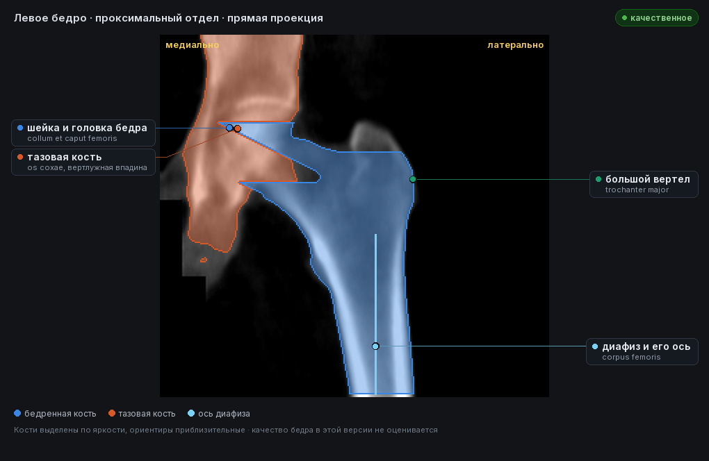 атлас: левое бедро